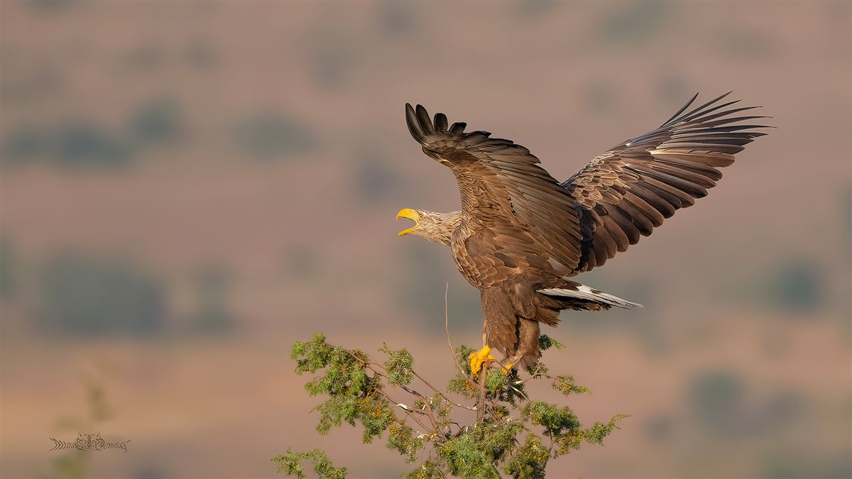 White-tailed Eagle