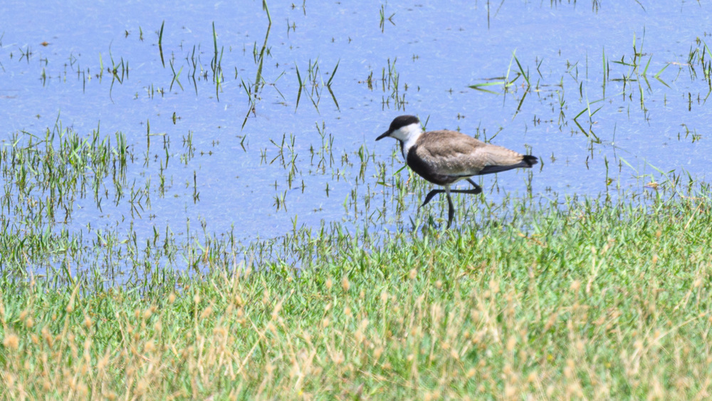 Spur-winged Lapwing