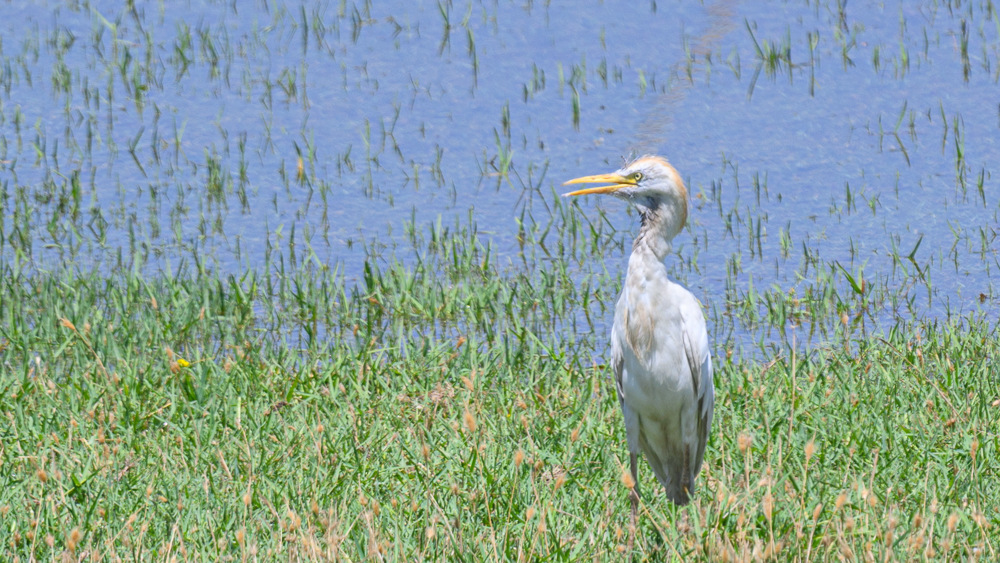 Western Cattle Egret