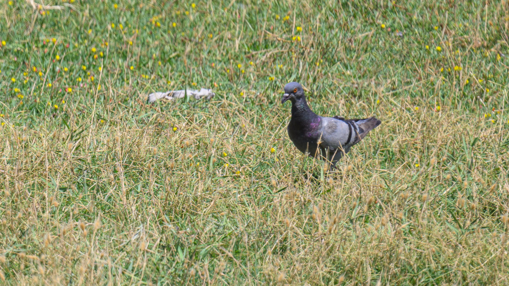 Rock Dove