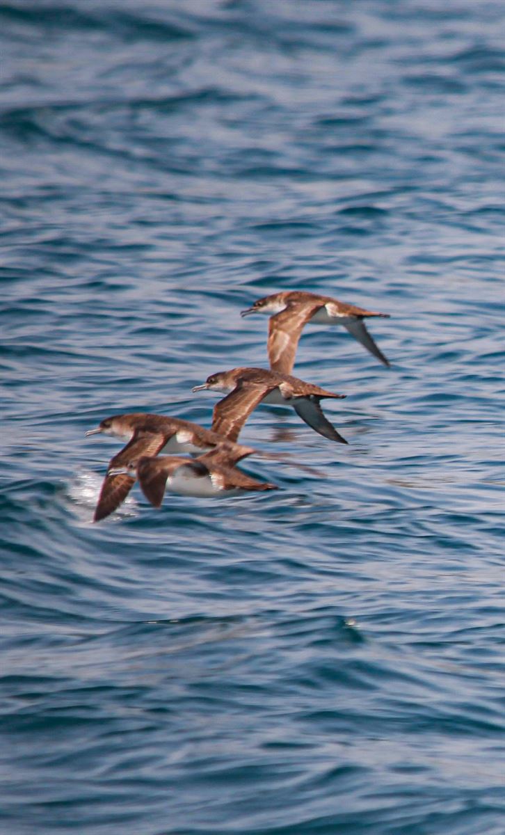 Yelkouan Shearwater