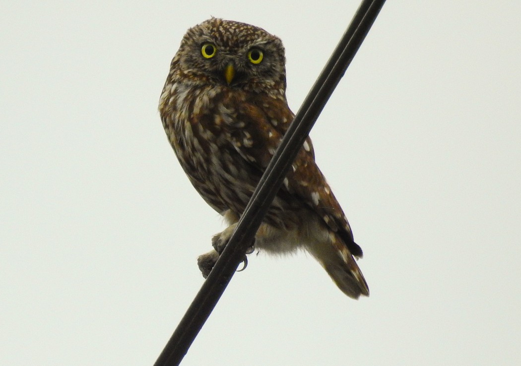 Little Owl