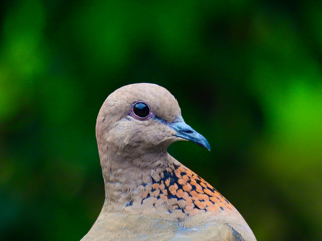Laughing Dove