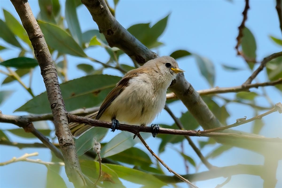 Eurasian Penduline Tit