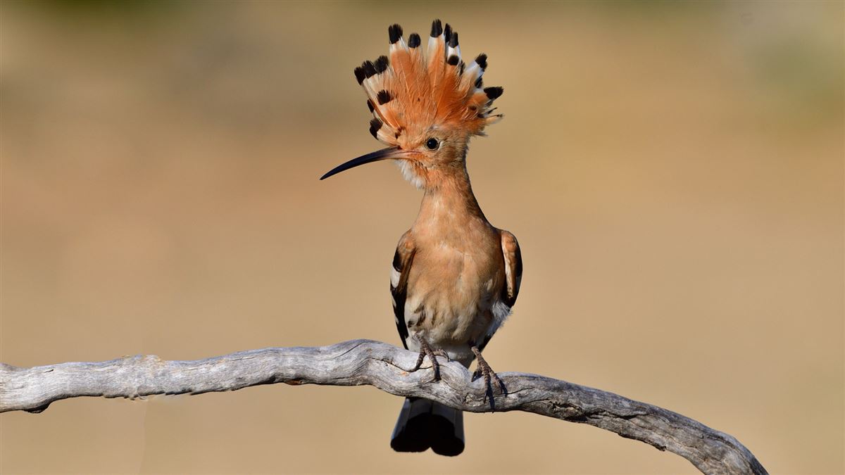 Common Hoopoe