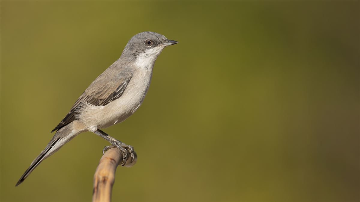 Lesser Whitethroat