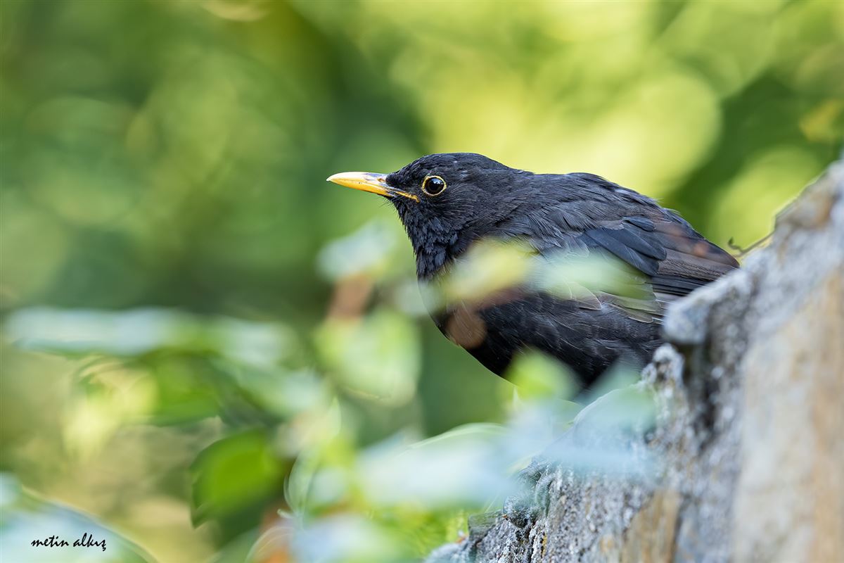 Common Blackbird