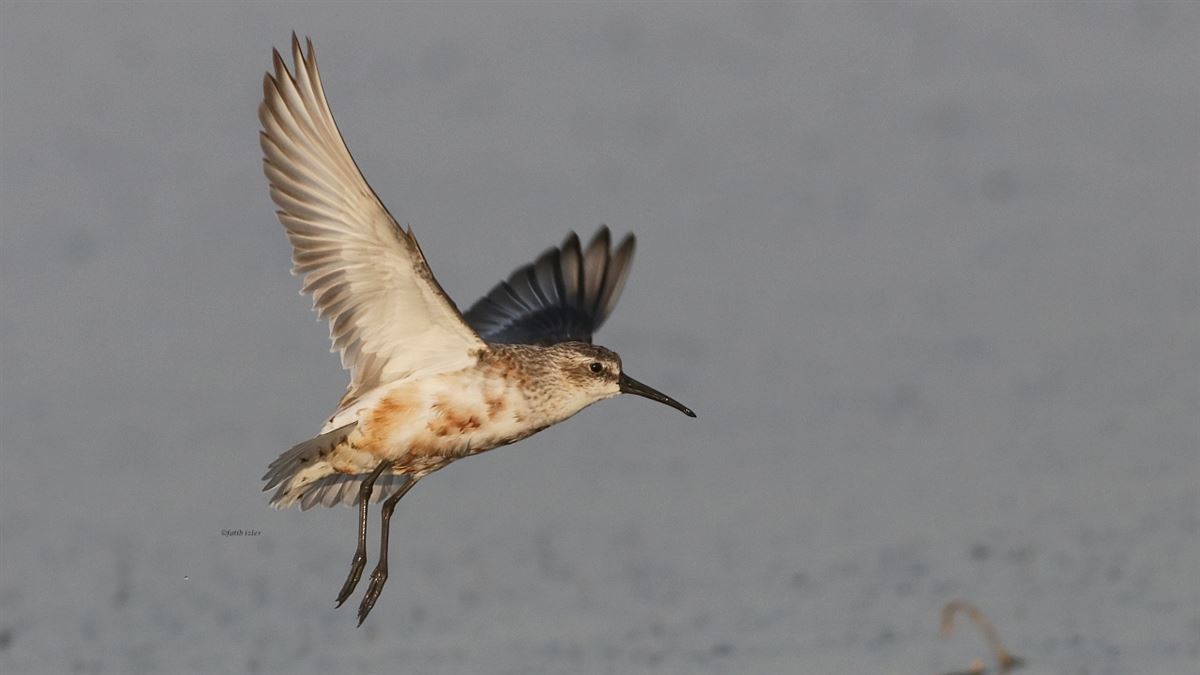 Curlew Sandpiper