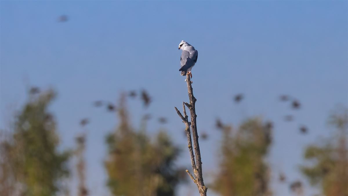 Black-winged Kite