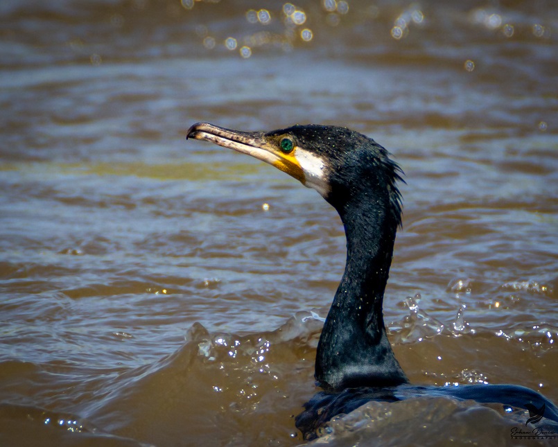 Great Cormorant