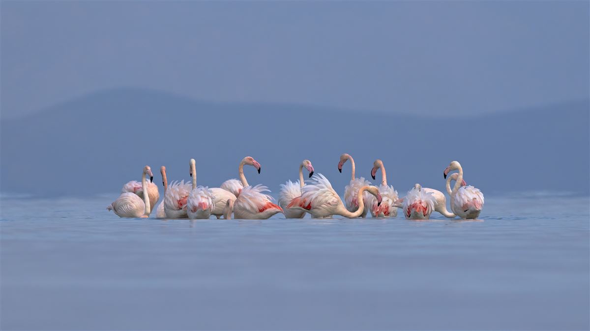 Greater Flamingo