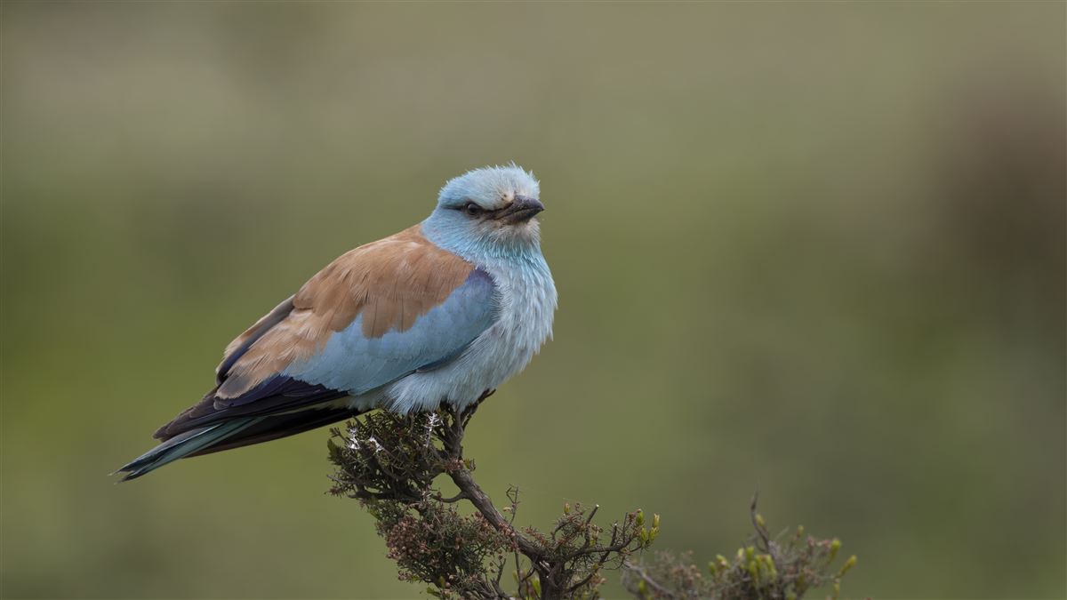 European Roller