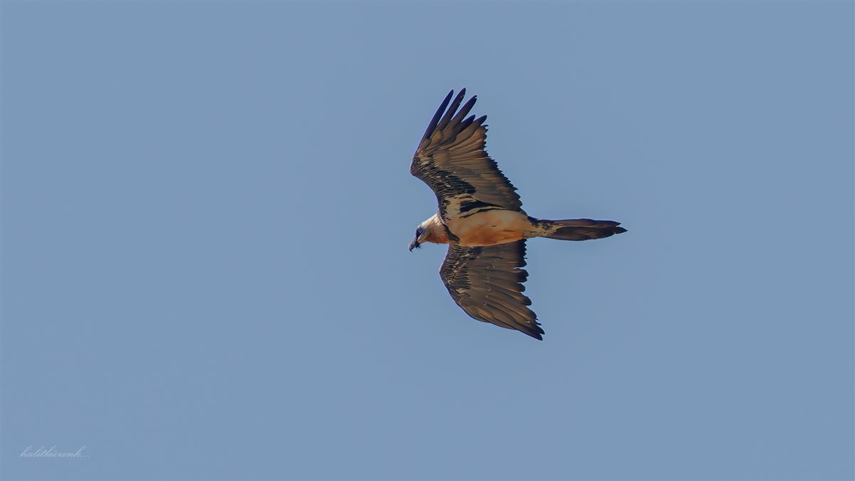 Bearded Vulture