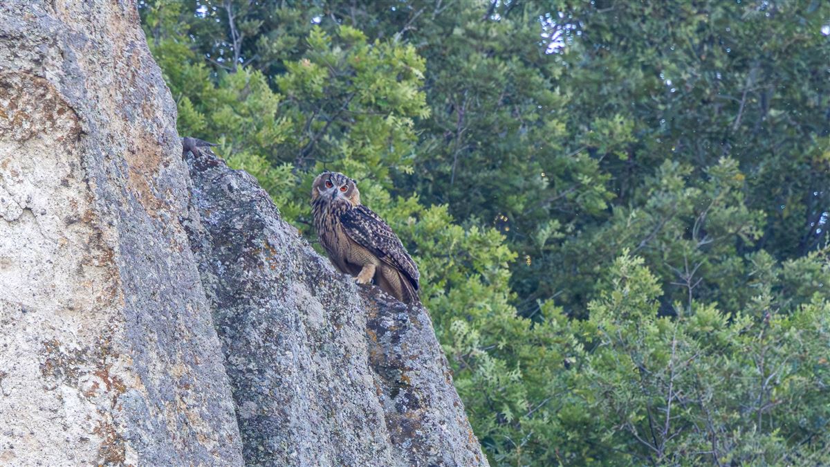 Eurasian Eagle-Owl