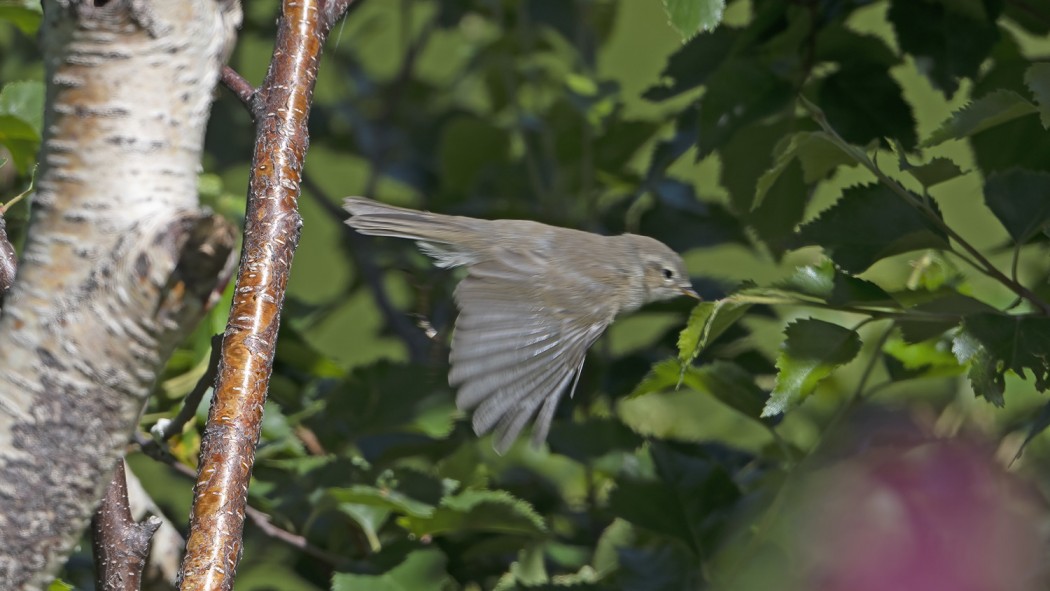 Mountain Chiffchaff