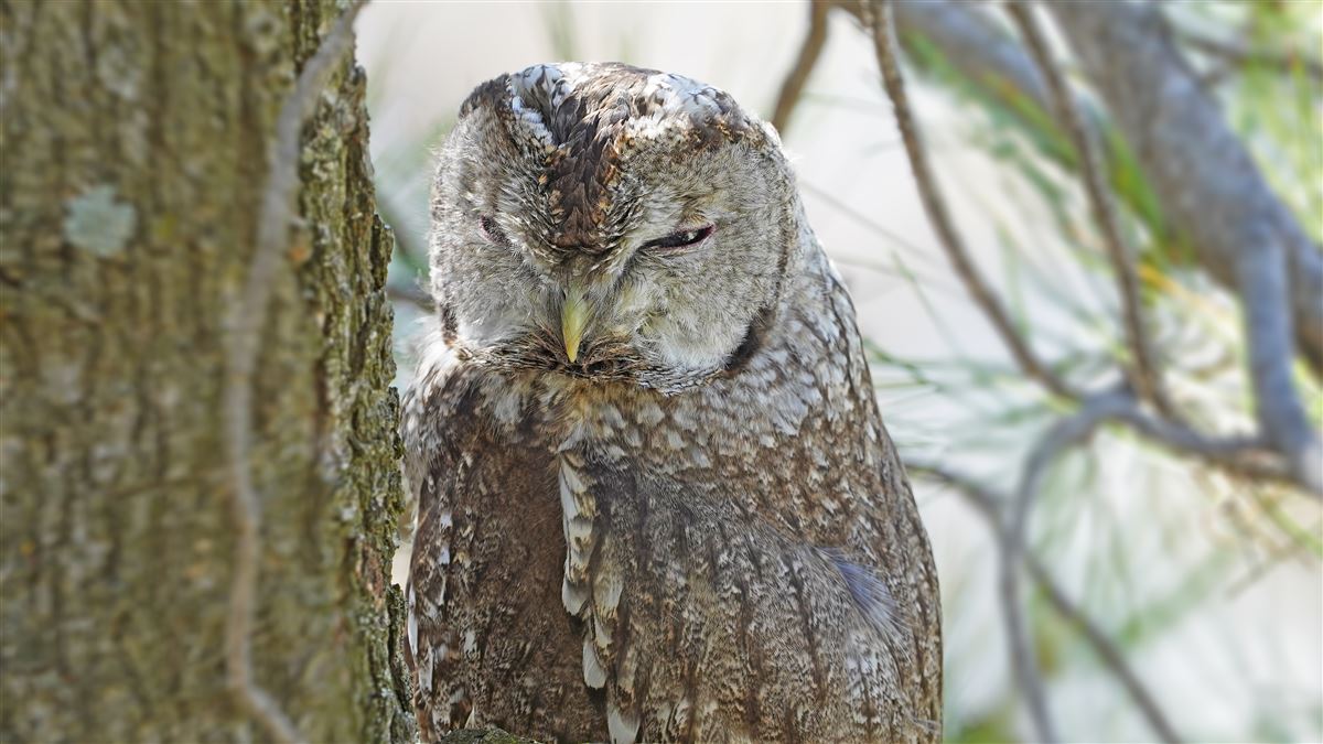 Tawny Owl