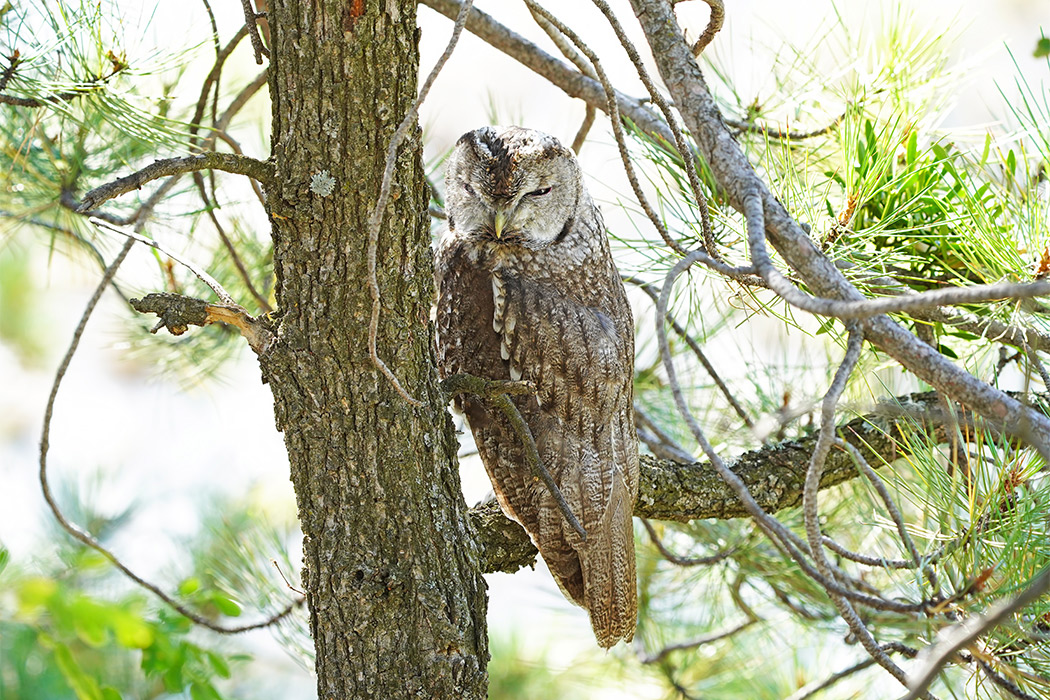Tawny Owl