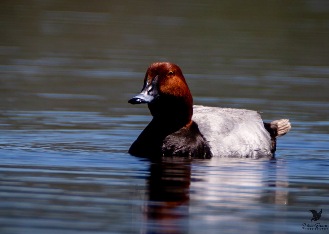 Common Pochard