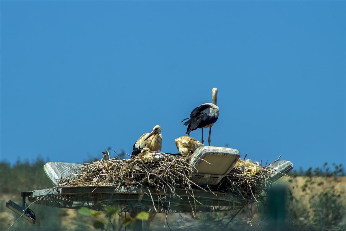 White Stork