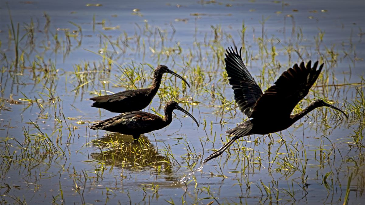 Glossy Ibis