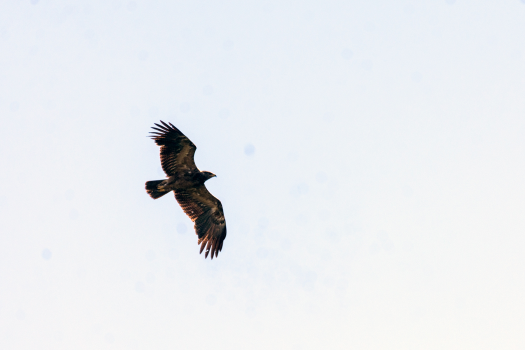 Lesser Spotted Eagle