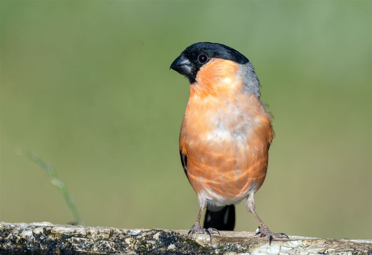 Eurasian Bullfinch