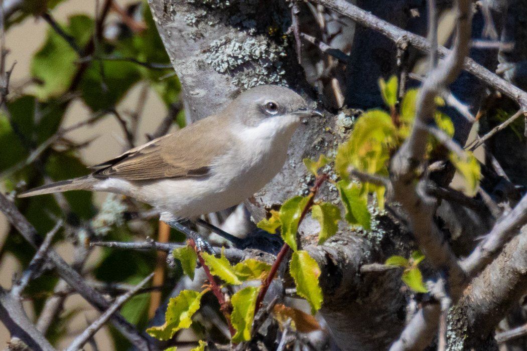 Lesser Whitethroat