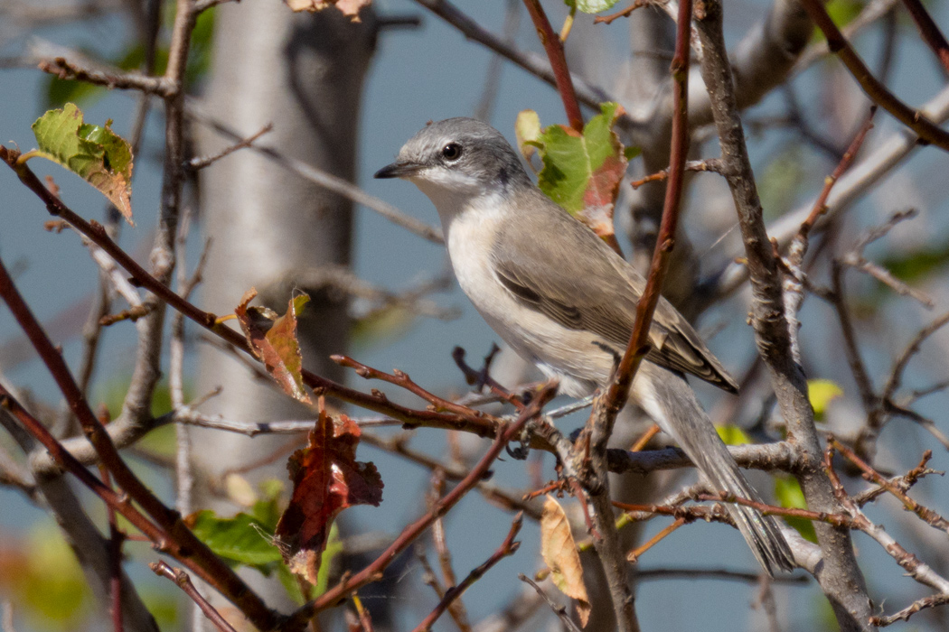 Lesser Whitethroat