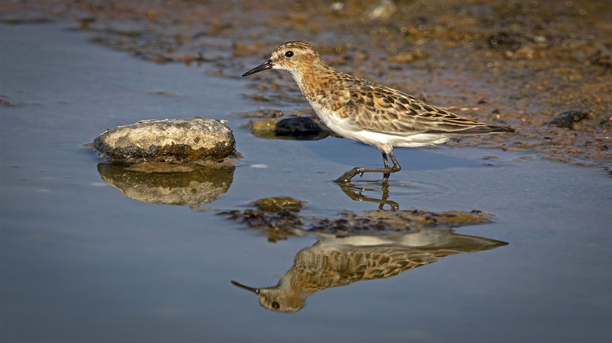 Little Stint