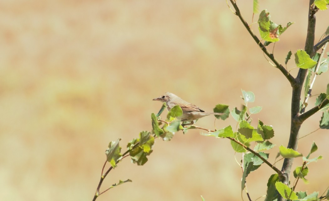 Common Whitethroat
