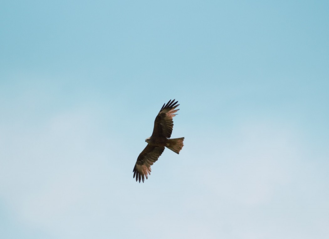 Black Kite