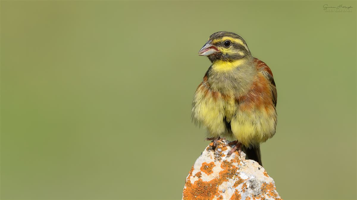 Cirl Bunting