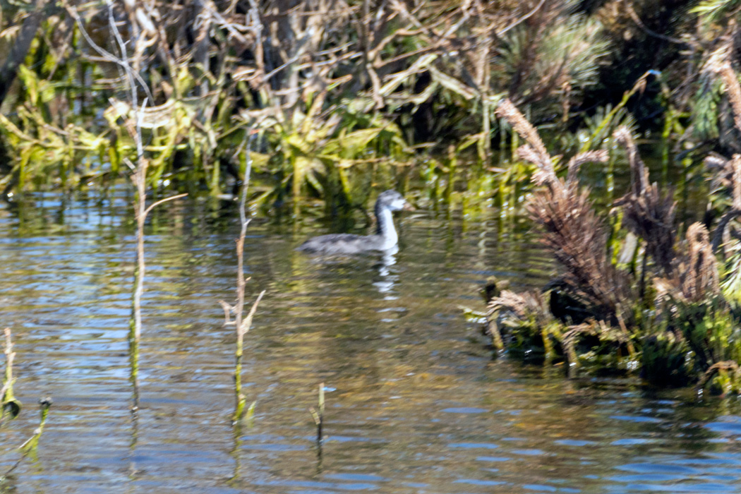 Eurasian Coot