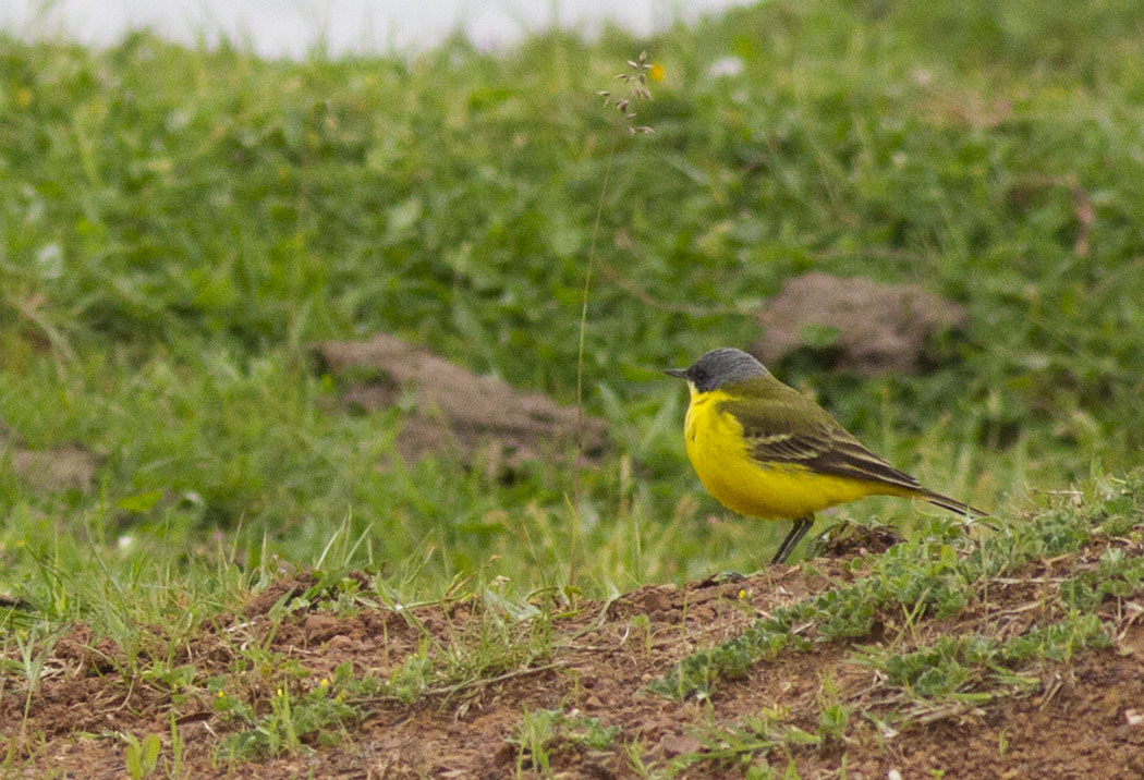 Western Yellow Wagtail