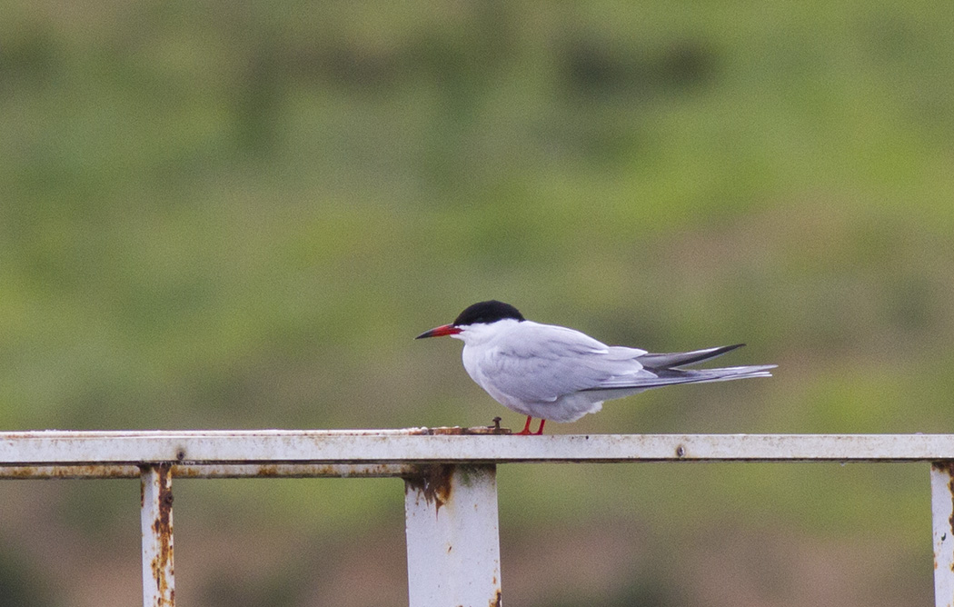 Common Tern