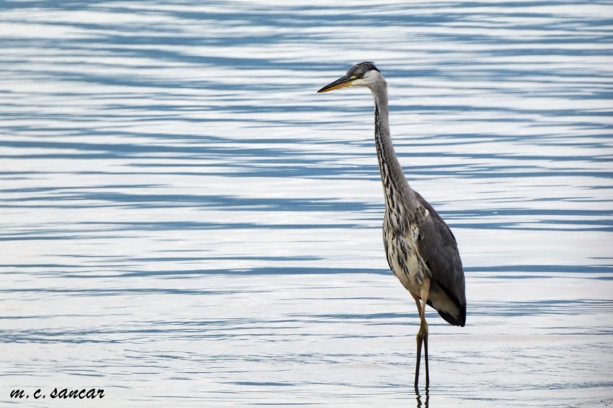 Grey Heron