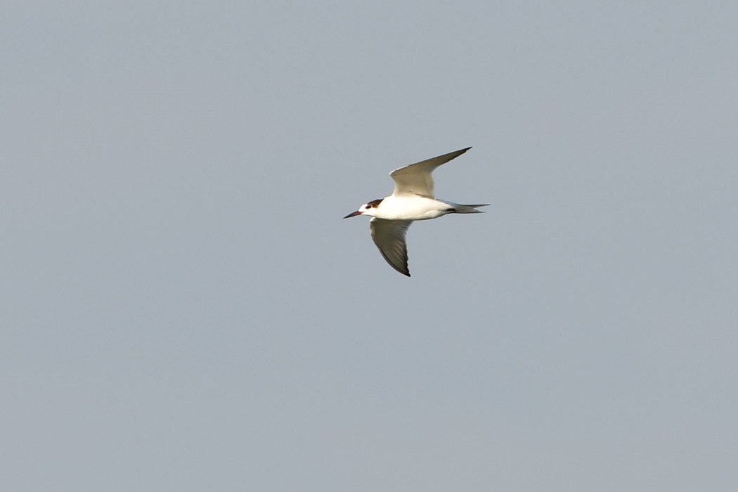Sandwich Tern