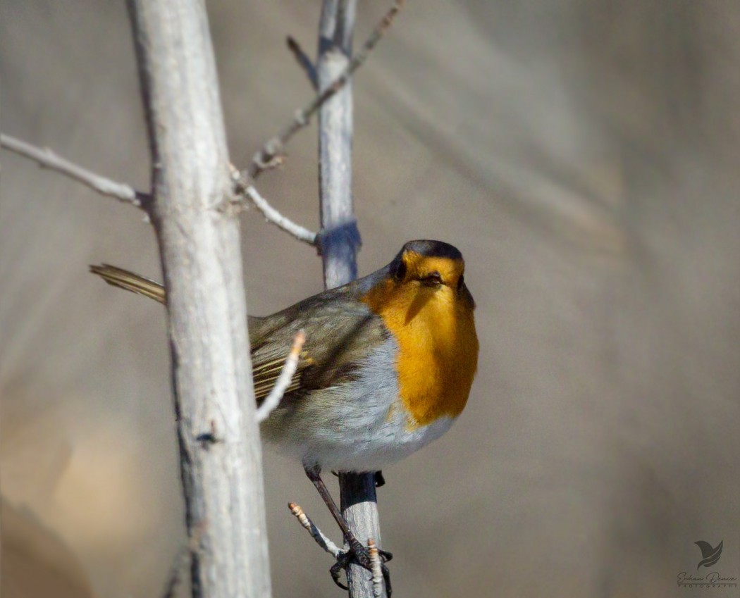 European Robin