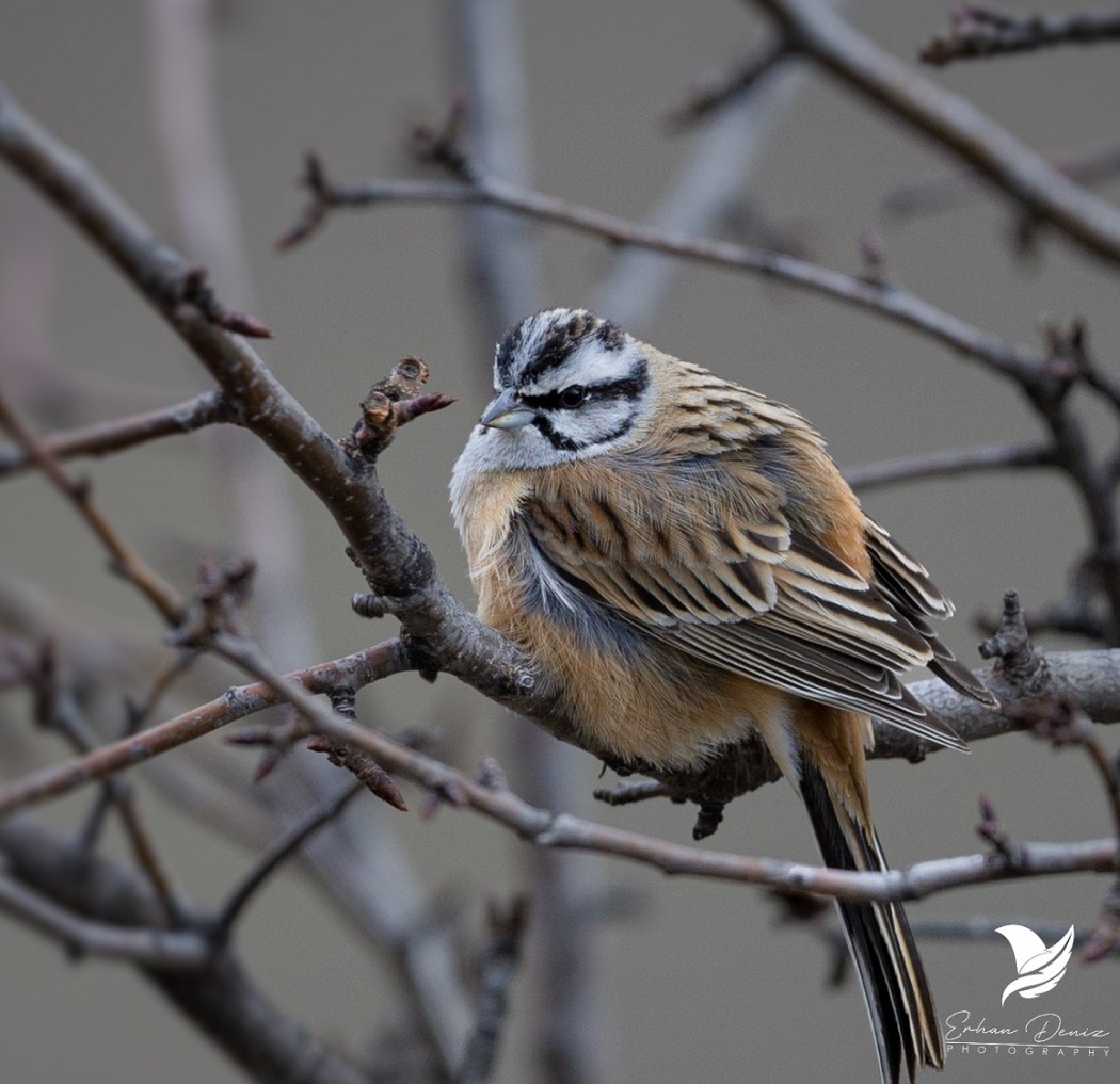 Rock Bunting