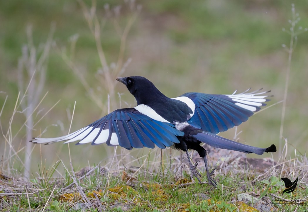 Eurasian Magpie