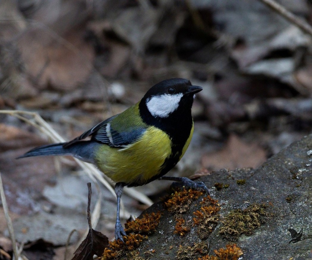Great Tit