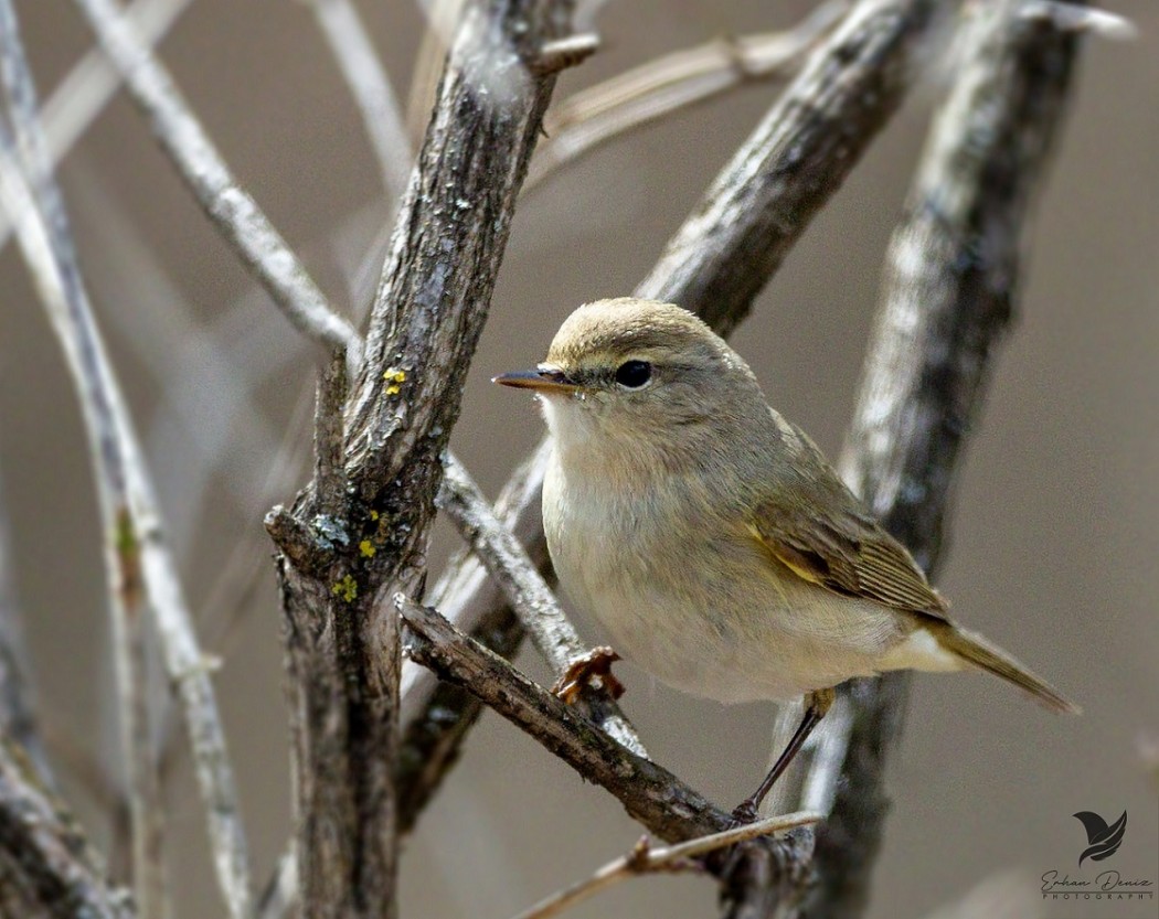 Common Chiffchaff