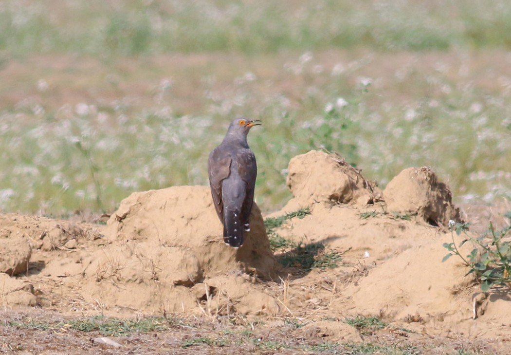Common Cuckoo