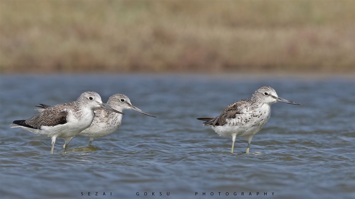 Common Greenshank