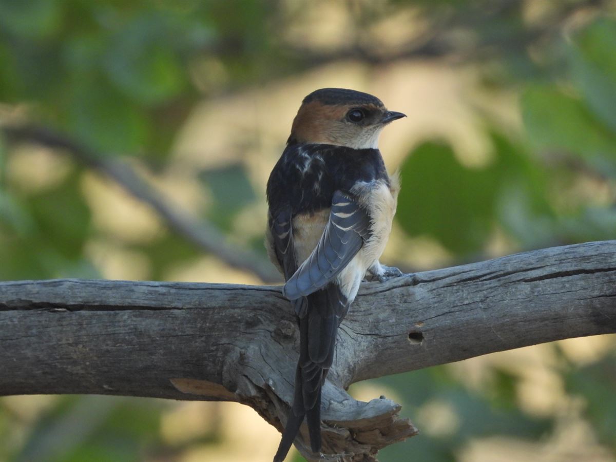 European Red-rumped Swallow