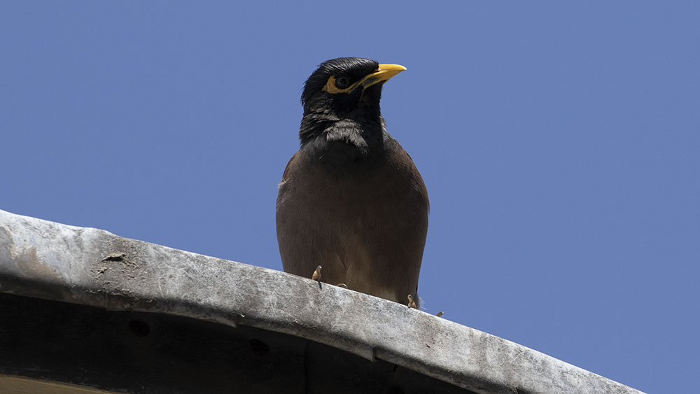 Common Myna