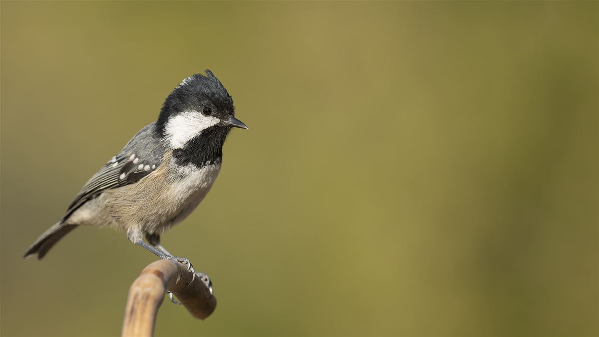 Coal Tit