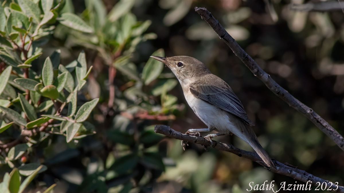 Eastern Olivaceous Warbler