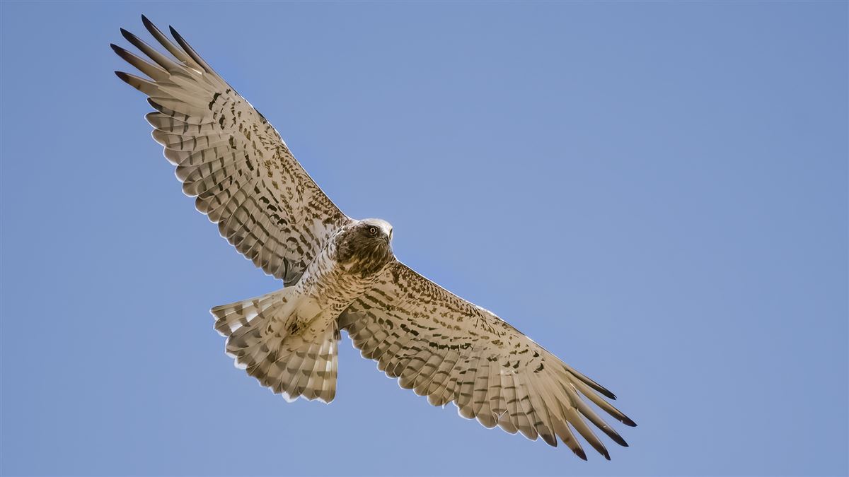 Short-toed Snake Eagle