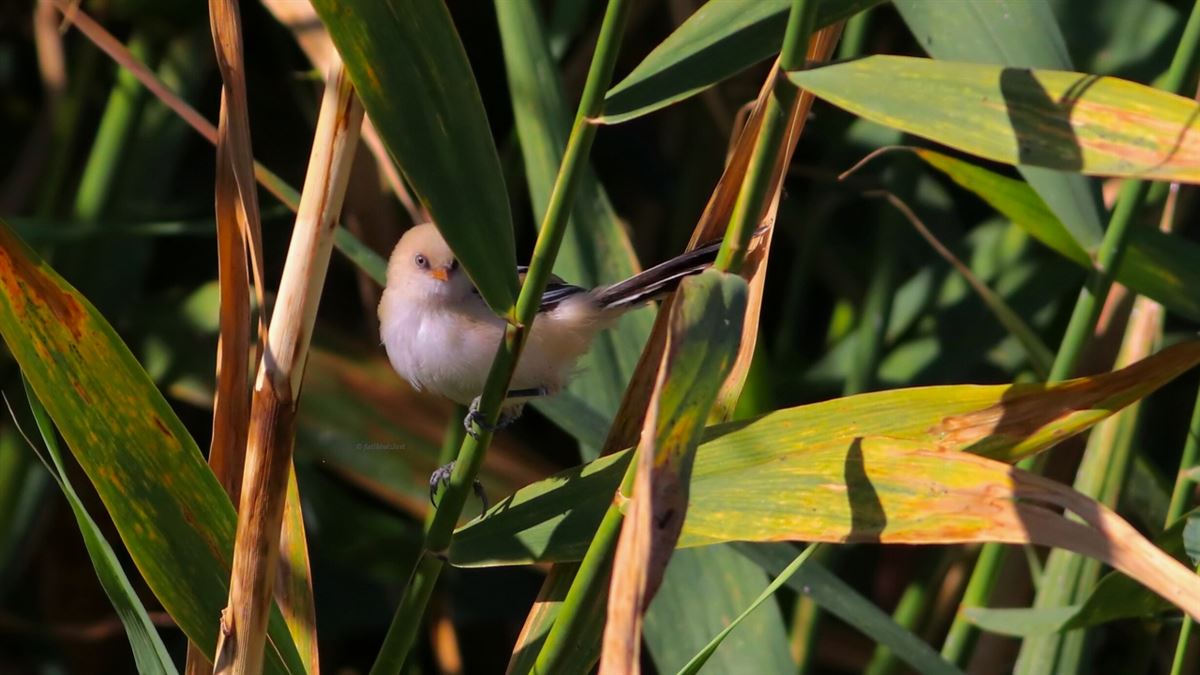 Bearded Reedling